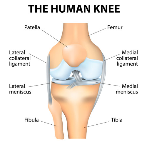 Knee Anatomy